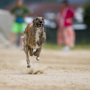 Windsprite-Treffen-2023-104