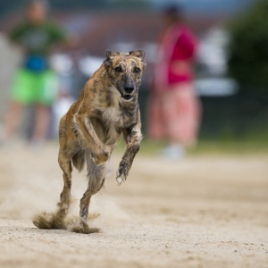 Windsprite-Treffen-2023-105