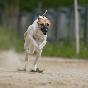 Windsprite-Treffen-2023-111