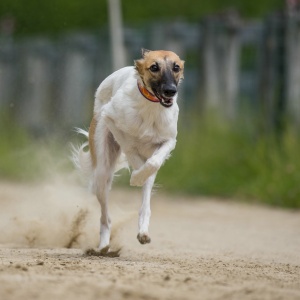 Windsprite-Treffen-2023-112