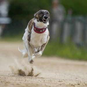 Windsprite-Treffen-2023-114