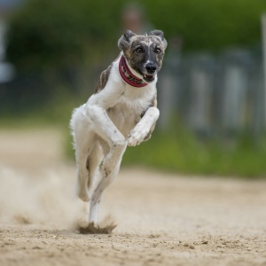 Windsprite-Treffen-2023-115