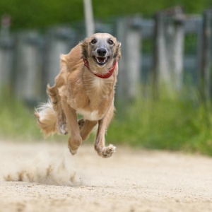 Windsprite-Treffen-2023-139 Windsprite-Treffen-2023-139