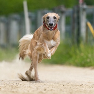 Windsprite-Treffen-2023-140 Windsprite-Treffen-2023-140