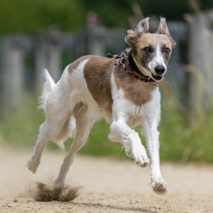 Windsprite-Treffen-2023-168 Windsprite-Treffen-2023-168