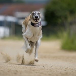 Windsprite-Treffen-2023-172