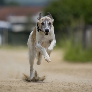 Windsprite-Treffen-2023-173