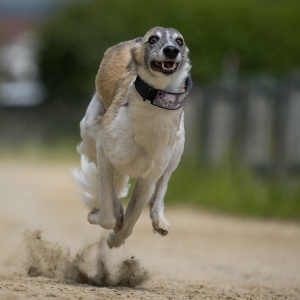 Windsprite-Treffen-2023-174