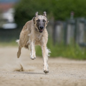 Windsprite-Treffen-2023-175