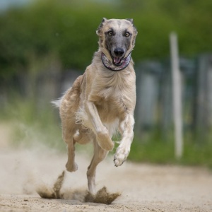 Windsprite-Treffen-2023-177 Windsprite-Treffen-2023-177