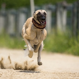 Windsprite-Treffen-2023-192 Windsprite-Treffen-2023-192