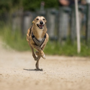 Windsprite-Treffen-2023-199 Windsprite-Treffen-2023-199