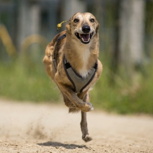 Windsprite-Treffen-2023-201 Windsprite-Treffen-2023-201