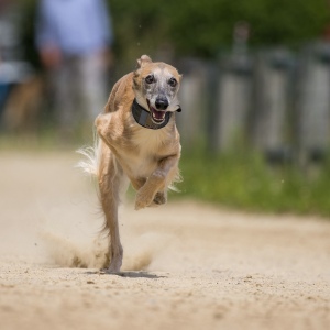 Windsprite-Treffen-2023-202 Windsprite-Treffen-2023-202