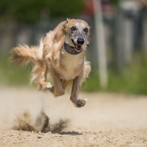 Windsprite-Treffen-2023-204 Windsprite-Treffen-2023-204