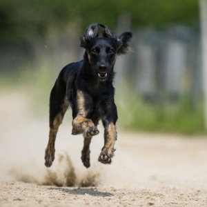 Windsprite-Treffen-2023-217 Windsprite-Treffen-2023-217