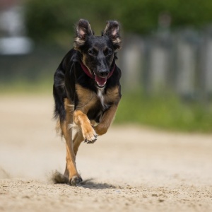 Windsprite-Treffen-2023-223 Windsprite-Treffen-2023-223