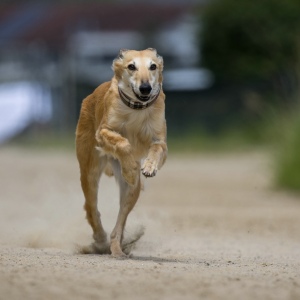 Windsprite-Treffen-2023-227 Windsprite-Treffen-2023-227