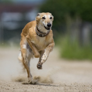 Windsprite-Treffen-2023-228 Windsprite-Treffen-2023-228