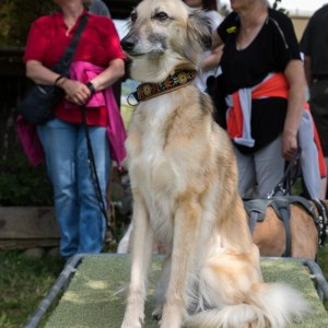 Windsprite-Treffen-2023-273 Windsprite-Treffen-2023-273