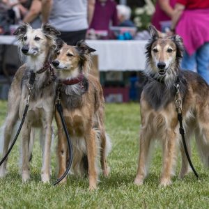 Windsprite-Treffen-2023-35 Windsprite-Treffen-2023-35