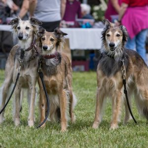 Windsprite-Treffen-2023-36 Windsprite-Treffen-2023-36