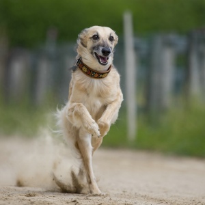 Windsprite-Treffen-2023-74 Windsprite-Treffen-2023-74