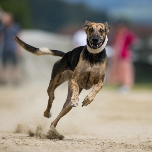 Windsprite-Treffen-2023-99 Windsprite-Treffen-2023-99