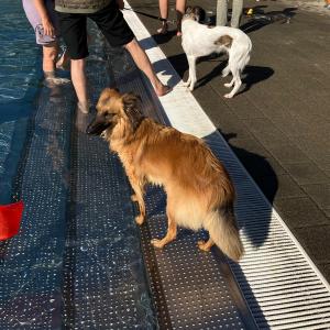 HundimFreibad_2026_8 HundimFreibad_2026_8