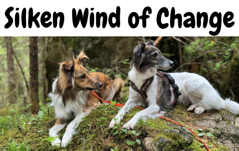 Silken Wind of Change
