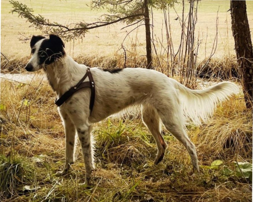 Deckmeldung Conquest of Heart